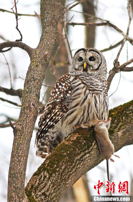 关于区块链游戏猫头鹰和老鼠的信息 关于区块链游戏猫头鹰和老鼠的信息