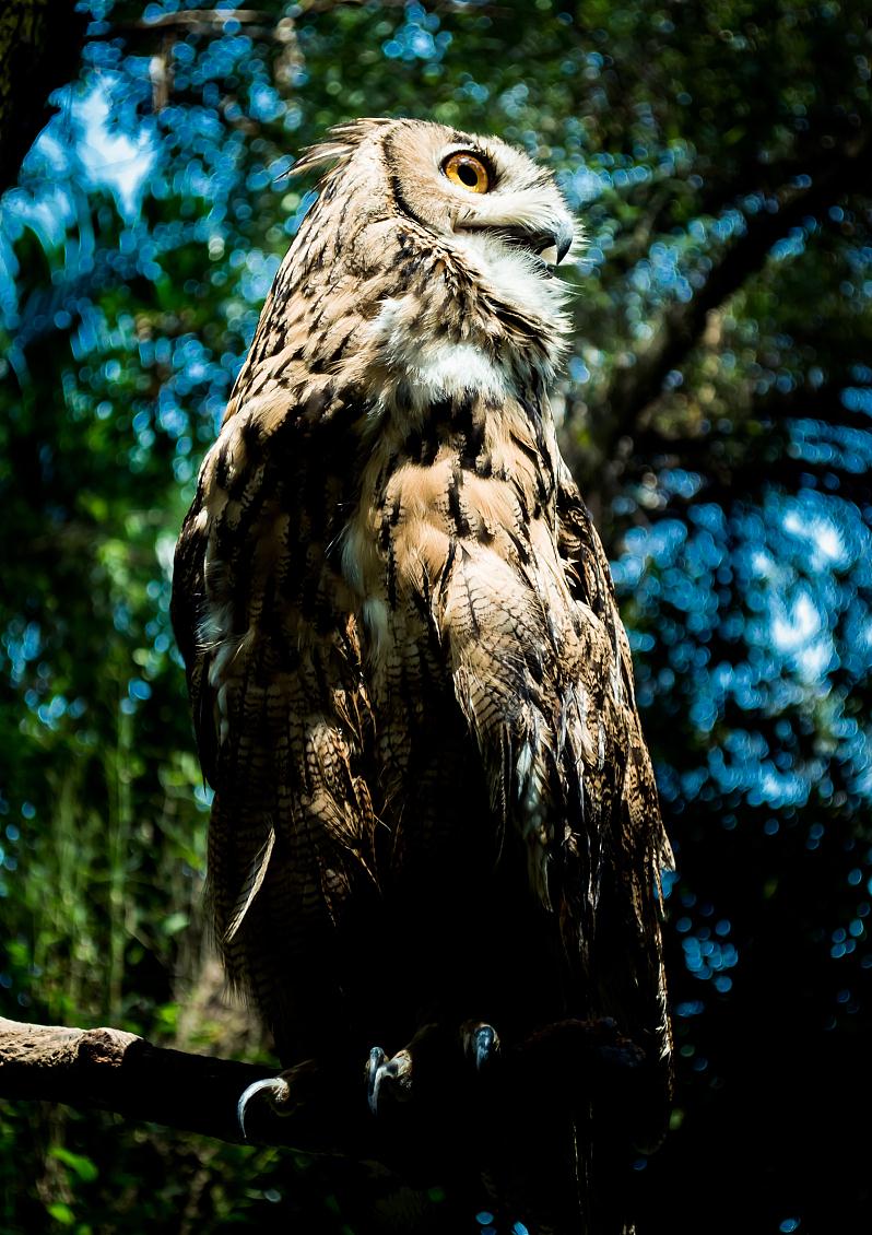 关于区块链游戏猫头鹰和老鼠的信息 关于区块链游戏猫头鹰和老鼠的信息